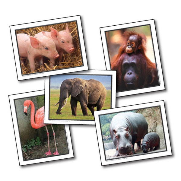 放大圖示學習咭